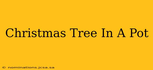 Christmas Tree In A Pot
