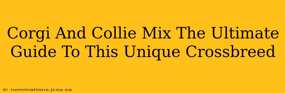 Corgi And Collie Mix The Ultimate Guide To This Unique Crossbreed