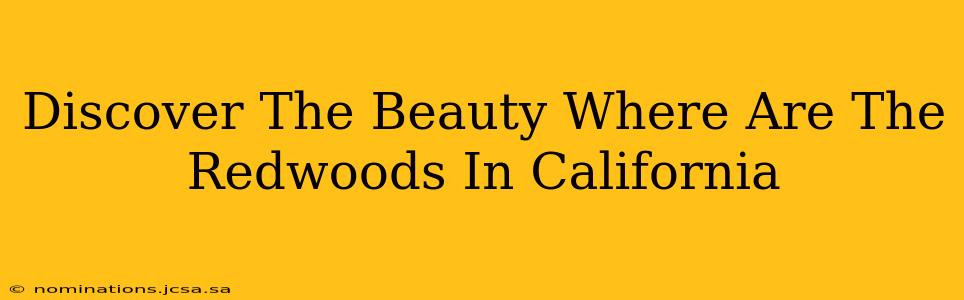 Discover The Beauty Where Are The Redwoods In California