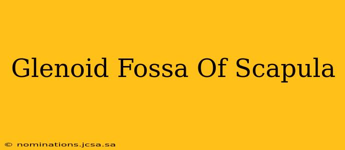 Glenoid Fossa Of Scapula