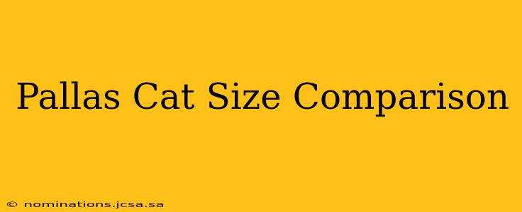 Pallas Cat Size Comparison